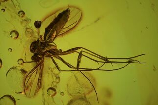 Good-Sized Fossil Fly (Diptera) In Baltic Amber #69272