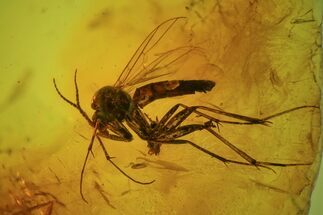 Detailed Large Fossil Fly Swarm (Diptera) In Baltic Amber #69286