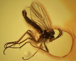 Fossil Fly (Diptera) In Baltic Amber - Great Amber Clarity #69309