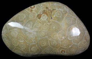Free-Standing Polished Fossil Coral (Actinocyathus) #69353