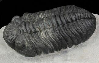 Large, Drotops Trilobite With Great Eyes #69753