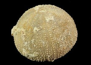 Psephechinus Fossil Echinoid (Sea Urchin) - Morocco #69869