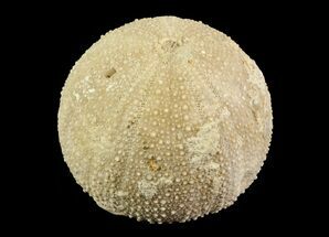Psephechinus Fossil Echinoid (Sea Urchin) - Morocco #69873