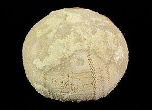 Psephechinus Fossil Echinoid (Sea Urchin) - Morocco #69875