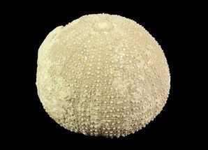 Psephechinus Fossil Echinoid (Sea Urchin) - Morocco #69879