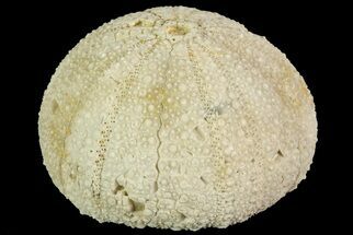 Psephechinus Fossil Echinoid (Sea Urchin) - Morocco #69856