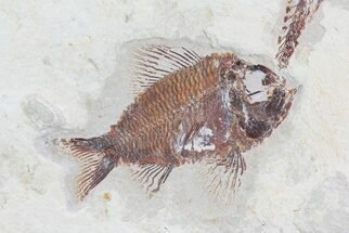 Pseudoberyx Fossil Fish (Rare Species) - Lebanon #70144