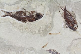 Cretaceous Fossil Fish (Ctenothrissa, Nematonotus) - Lebanon #70310