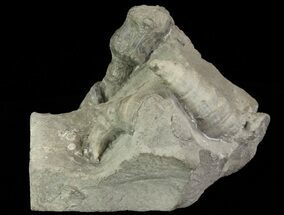 Devonian Horn Coral - New York #70262