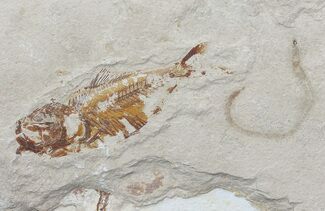 Cretaceous Fossil Fish & Worm (Pos/Neg) - Lebanon #70434