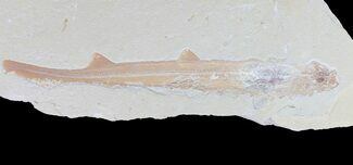 Cretaceous Fossil Shark (Pararhinchodon) - Lebanon #70485