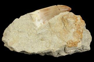 Mosasaur (Mosasaurus) Tooth In Rock #70441