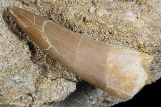 Fossil Plesiosaur (Zarafasaura) Tooth On Sandstone - Morocco #70300