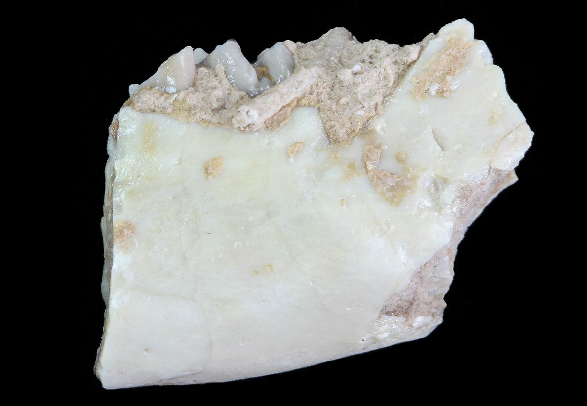 Oligocene Squirrel-like Mammal (ischyromys) Jaw Section For Sale 