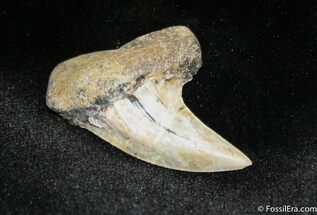 / Inch Mako Shark Tooth - Million Years Old #848