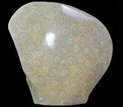 Free-Standing Polished Fossil Coral (Actinocyathus) Display #69365