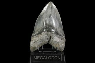 Serrated, Megalodon Tooth - Huge Tooth! #70781
