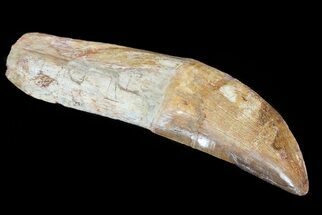 Rooted Carcharodontosaurus Tooth #71086