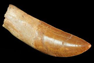 Carcharodontosaurus Tooth - Partially Rooted #71097