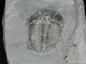 Inch Elrathia Trilobite In Matrix #854