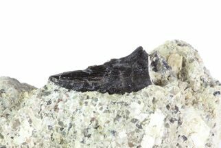 Saurornitholestes Raptor Tooth in Rock - Montana #71214