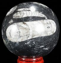 Polished Fossil Orthoceras (Cephalopod) Sphere #71562