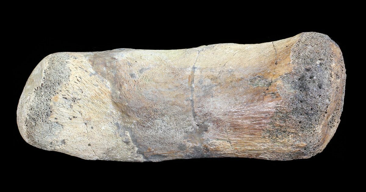 hadrosaur fossil