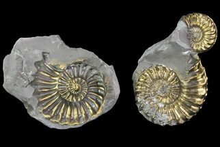 Pyritized Pleuroceras Ammonite Cluster with Pos/Neg- Germany #70149