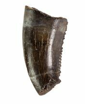 Partial Saurornitholestes Raptor Tooth - Montana #71215