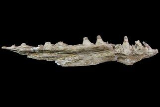 Mosasaur (Platecarpus) Jaw Section - Kansas #71741