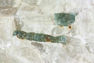 Fluorapatite Crystals In Calcite - New York #71628
