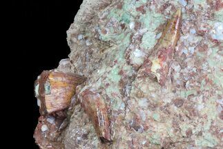 Three Phytosaur (Redondasaurus) Teeth In Sandstone - New Mexico #70488