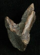 Inch Triceratops Tooth - Little Wear #5713