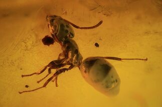 Three Fossil Ants (Formicidae) In Baltic Amber #72193