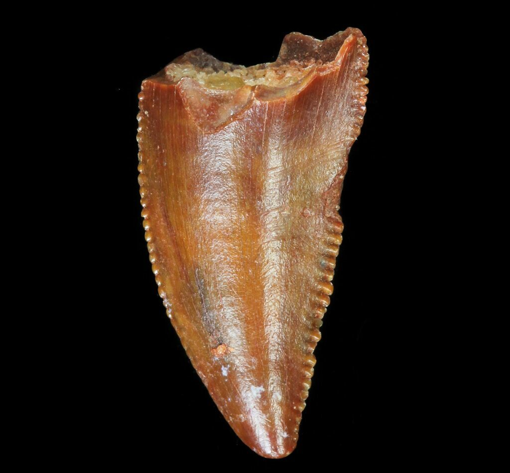 raptor tooth