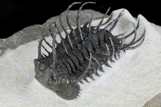 Spiny Koneprusia Trilobite - Large Specimen #72713