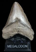 Brown, Fossil Megalodon Tooth - Georgia #72751
