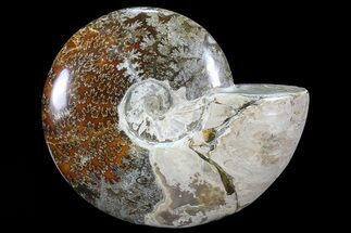 Large Polished, Agatized Ammonite (Cleoniceras) - Madagascar #72879