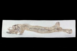 Cretaceous Fossil Fish - Goulmima, Morocco #72895