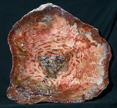 Brilliant Red Petrified Wood Tabletop - x #73202