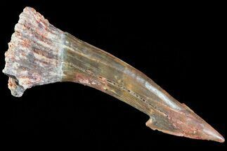 Cretaceous Giant Sawfish (Onchopristis) Rostral Barb #72714