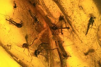 Fossil Fly Swarm (Chironomidae) In Baltic Amber #73335