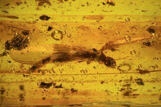 mm Detailed Fossil Termite (Isoptera) In Baltic Amber #73358
