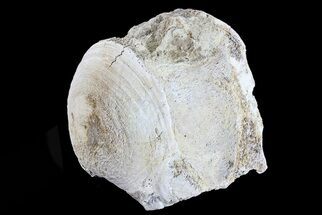 Fossil Titanothere (Megacerops) Vertebrae - South Dakota #73224
