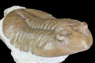 Asaphus Lepidurus Trilobite - Hypostome Exposted #73501