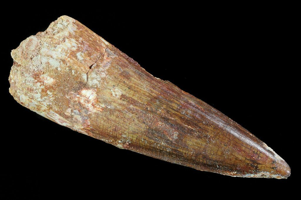 real spinosaurus tooth