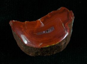 Yellow Cat Petrified Wood - Gem Quality #5778