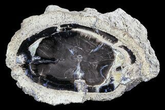 Long Petrified Wood Section With Polished End - Blue Forest #73790