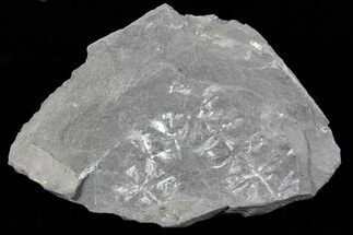 Wide Fossil Horsetail (Sphenophyllum) Plate - Pennsylvania #73158