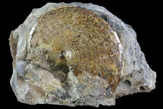 Sphenodiscus Ammonite Cluster- South Dakota #73837